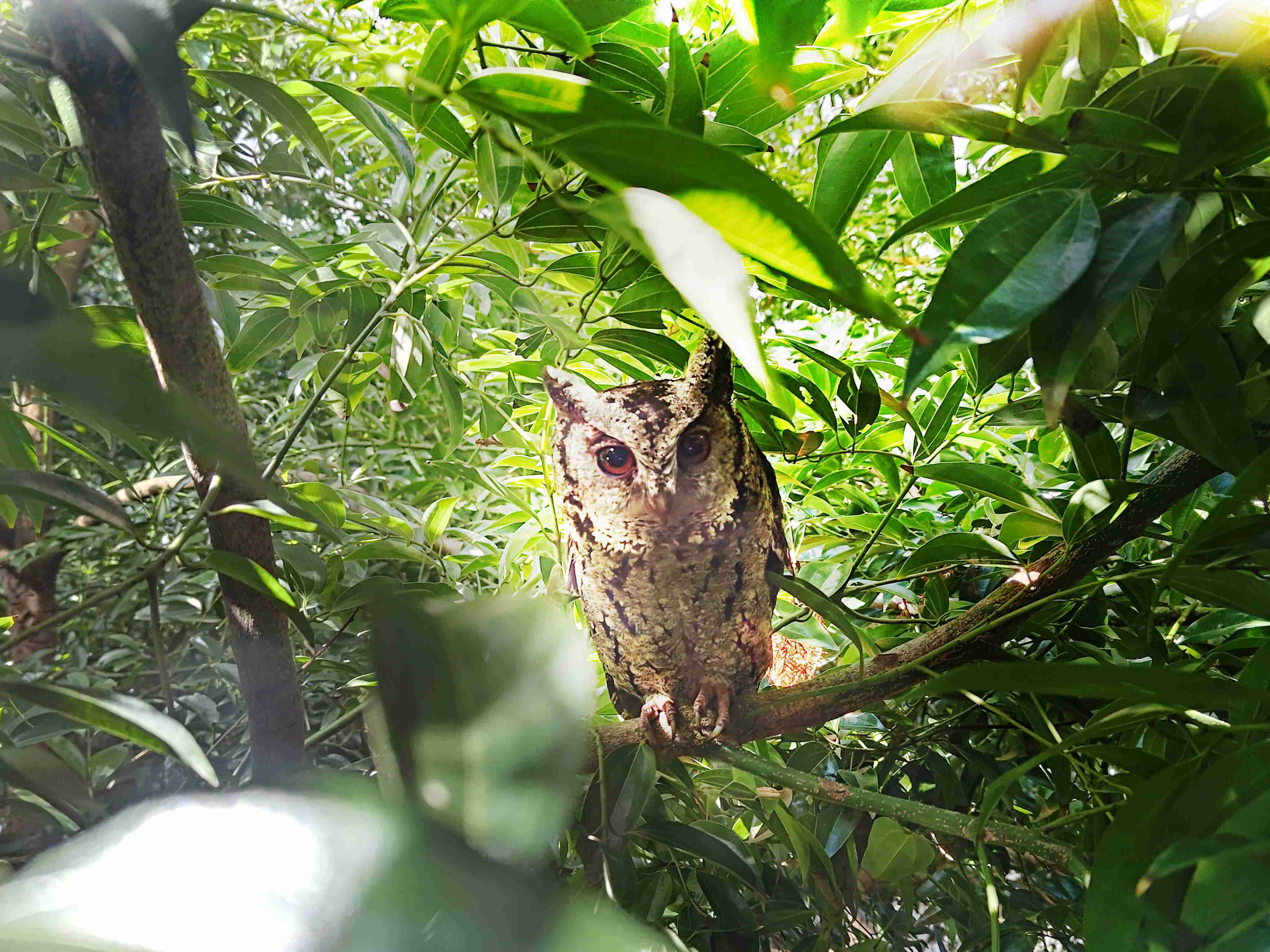 OBPay致力提倡净零绿生活，，，16年以来在全球各厂区植树逾百万棵，，，，造就各厂区树木蔚然成林，，，犹如森林工厂，，，，成为许多生物的栖息地